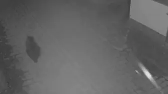 Мечка тича по улиците на Карлово