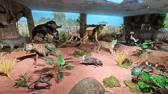 В Пловдив откриха първото в България зоокафе