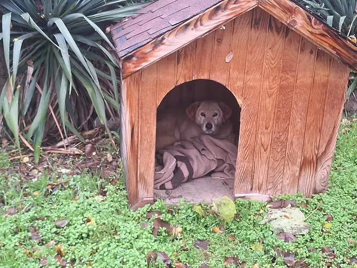Община Видин ще предостави къщички за безстопанствените кучета