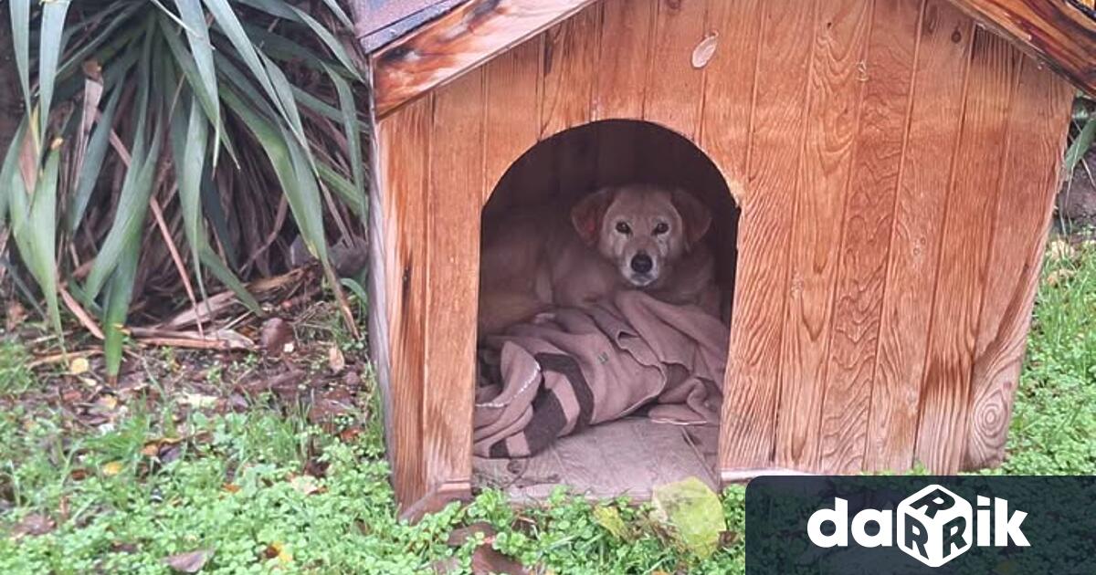 Община Видин има намерение да постави къщички за безстопанствени кучета