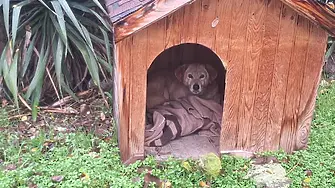 Община Видин ще предостави къщички за безстопанствените кучета