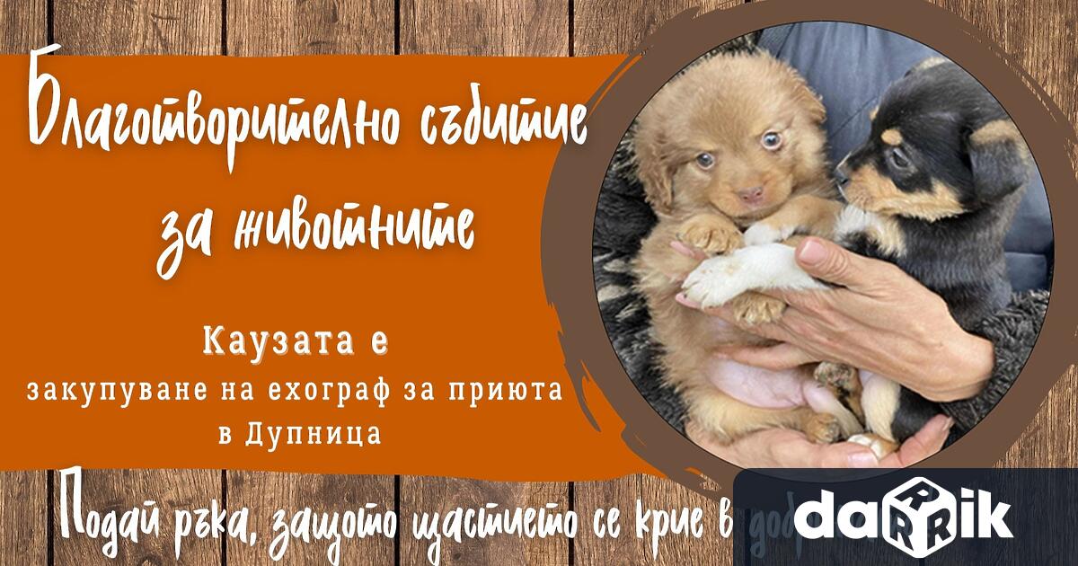 Благотворително събитие за животните организират от Мечо и приятели което