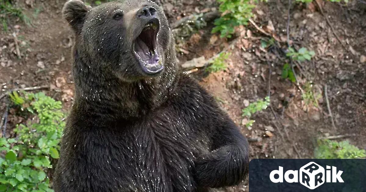 Мечка гризли нападна група ученици и учители на планинска пътека