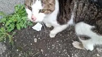 Разследват смъртта на домашна котка във видинско село