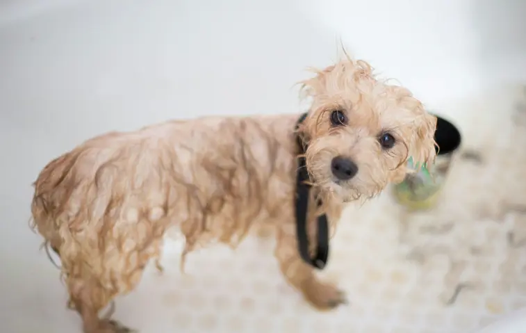  Тенденции в света на домашните любимци, за които всички приказват 