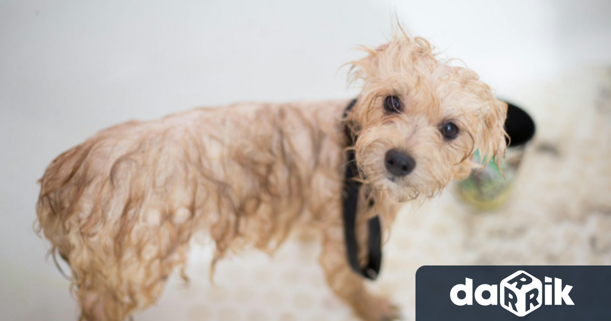 Грижата за домашните любимци вече не е просто ежедневие –