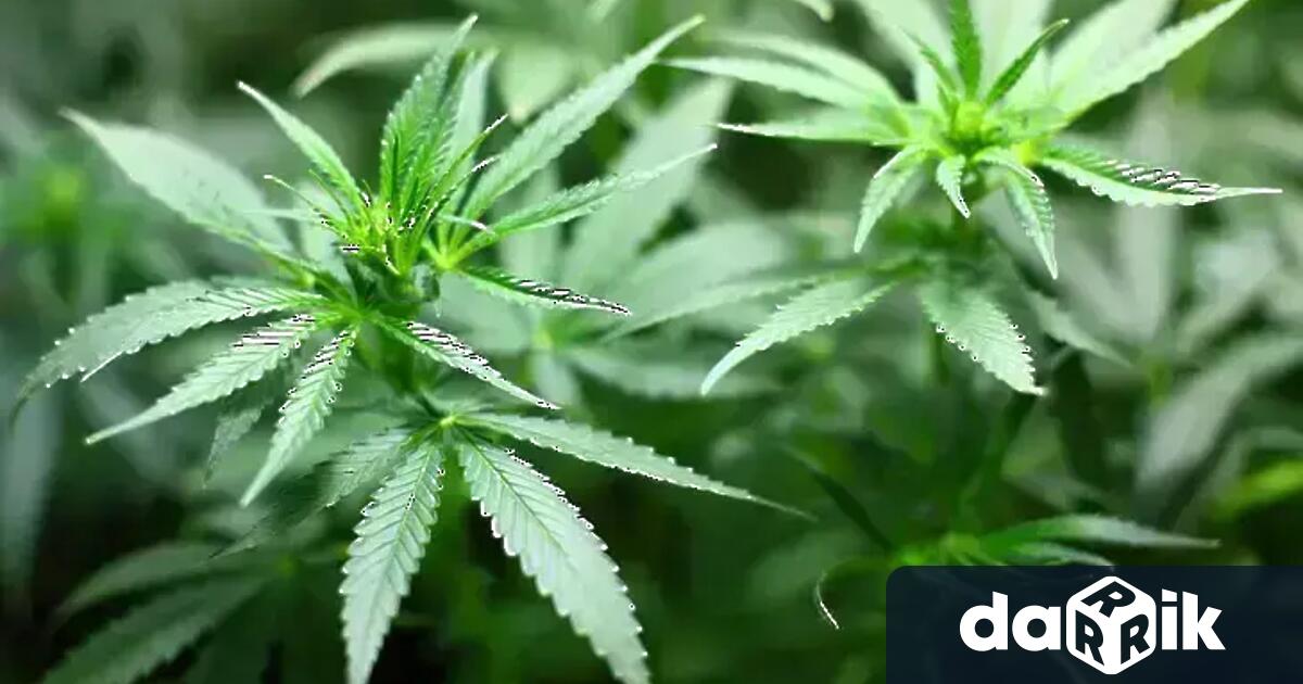 Полицаи от Дупница са установили в землището на село Баланово