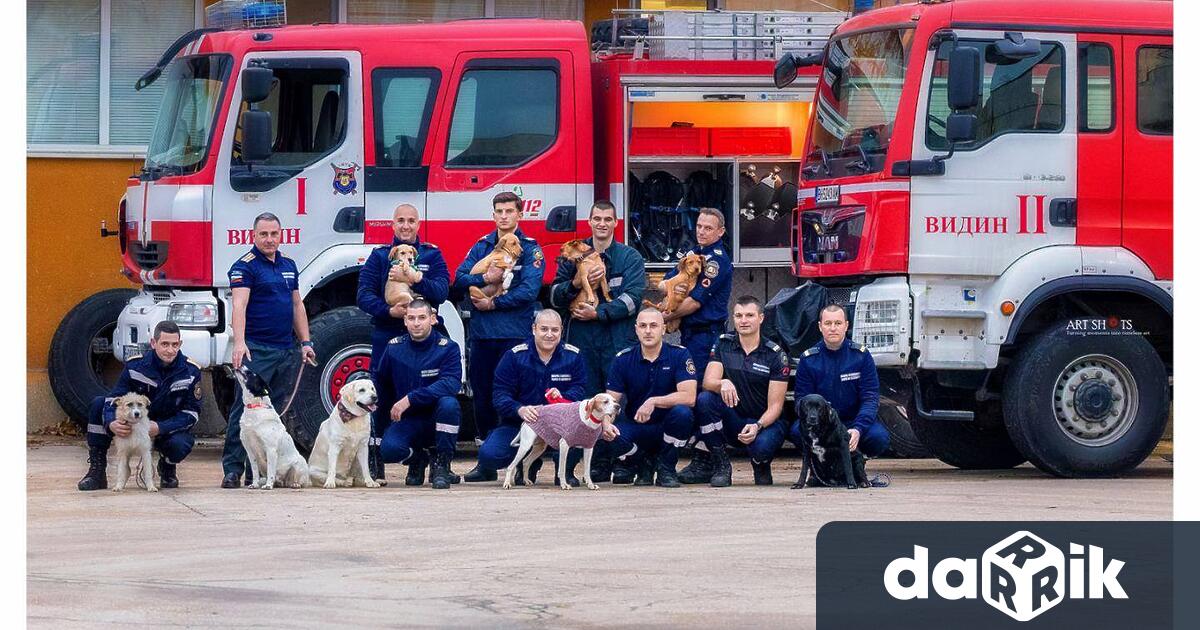 Благотворителна фотосесия с 12 кученца от Общински приют за кучета
