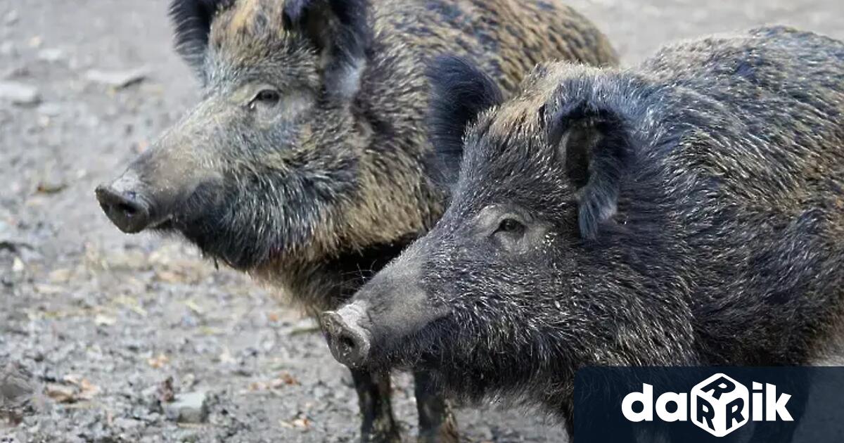 Испания регистрира първите си случаи на африканска чума по свинете