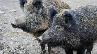 Първи случаи на африканска чума по свинете от 1994 г. в Испания