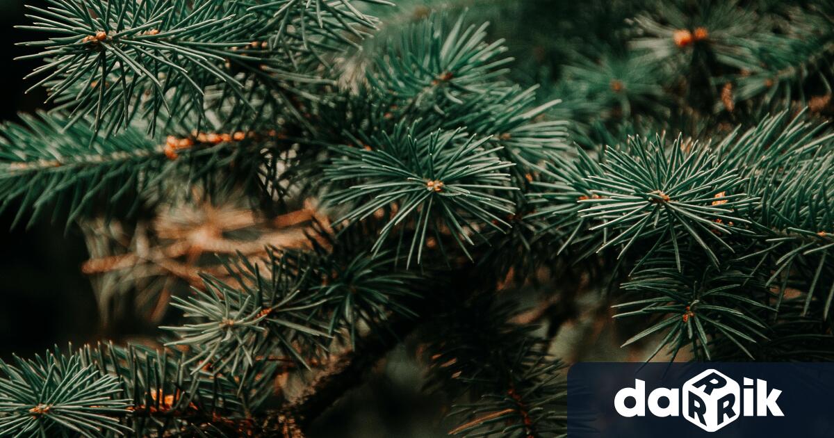 Югоизточното държавно предприятие започна традиционната кампания за продажба на коледни