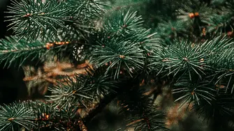 ЮИДП пусна в продажба повече от 800 коледни дръвчета 