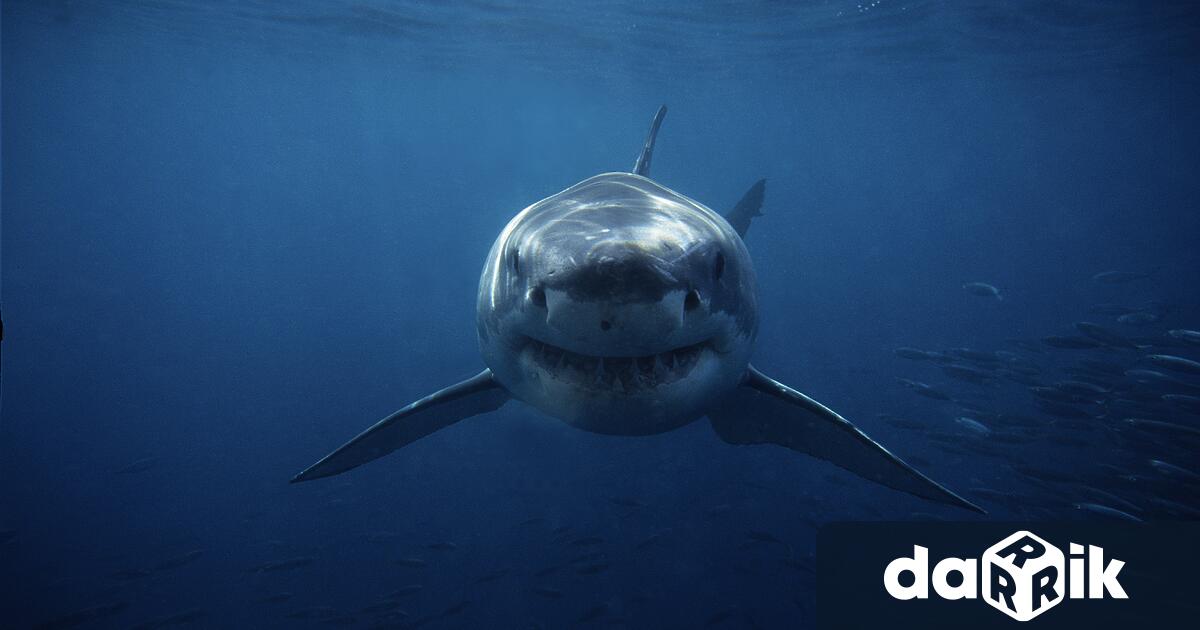 Спешни служби са били извикани на плаж в залива Кроуди