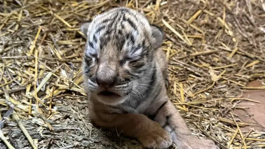За първи път в историята на старозагорския зоопарк: Роди се бенгалско тигърче