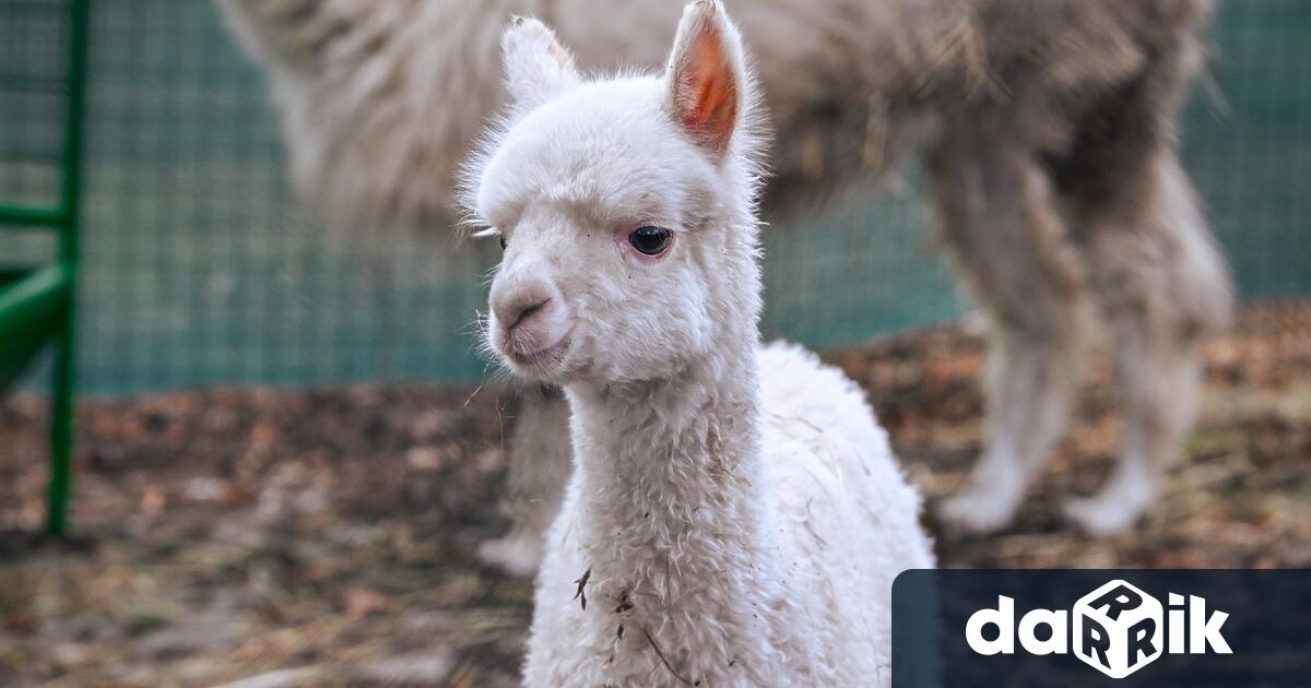 Официално днес бе представено алпаката Инди новият член в