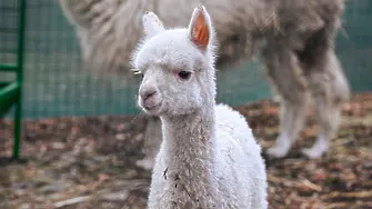 Показаха най-новото попълнение за зоопарка в София - алпаката Инди, кръстена на независимостта
