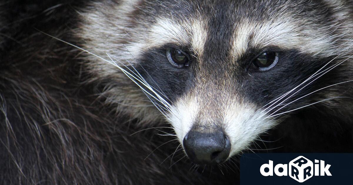 Служители в магазин за алкохол във Вирджиния се натъкнаха на