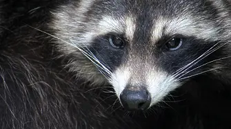 Енот обра магазин за алкохол и дори пи скоч