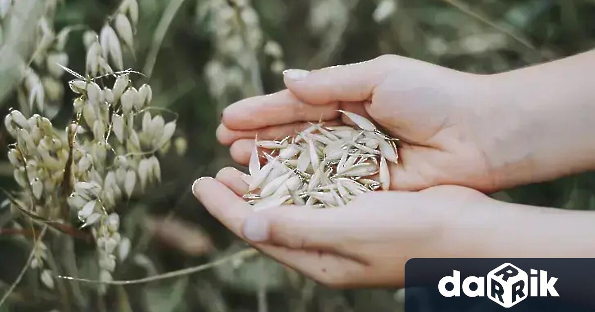 В сектор Зърнопроизводство се работи втора година на загуба от