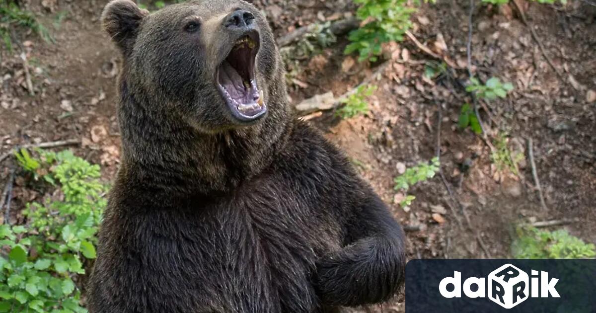 Посетителите на сафари парк в Китай станаха свидетели на нещо