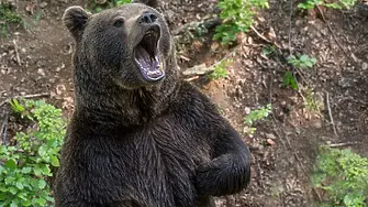 Опасно: Мечка нападна дресьора си (ВИДЕО)