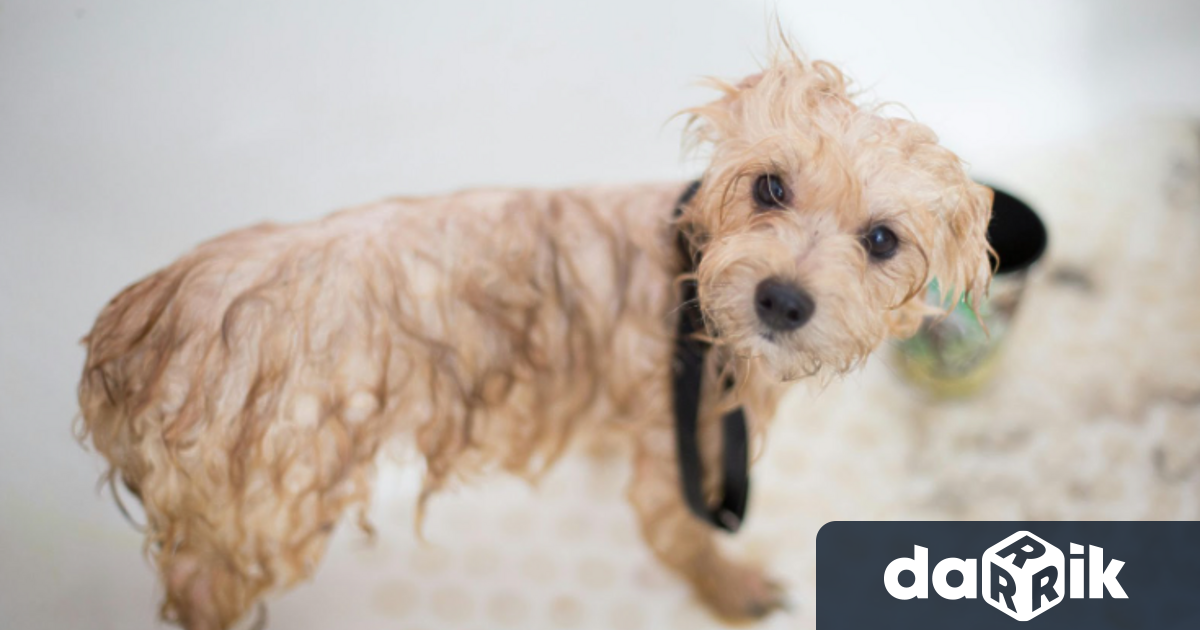 Грижата за домашните любимци вече не е просто ежедневие –