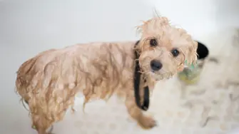 Тенденции в света на домашните любимци, за които всички говорят