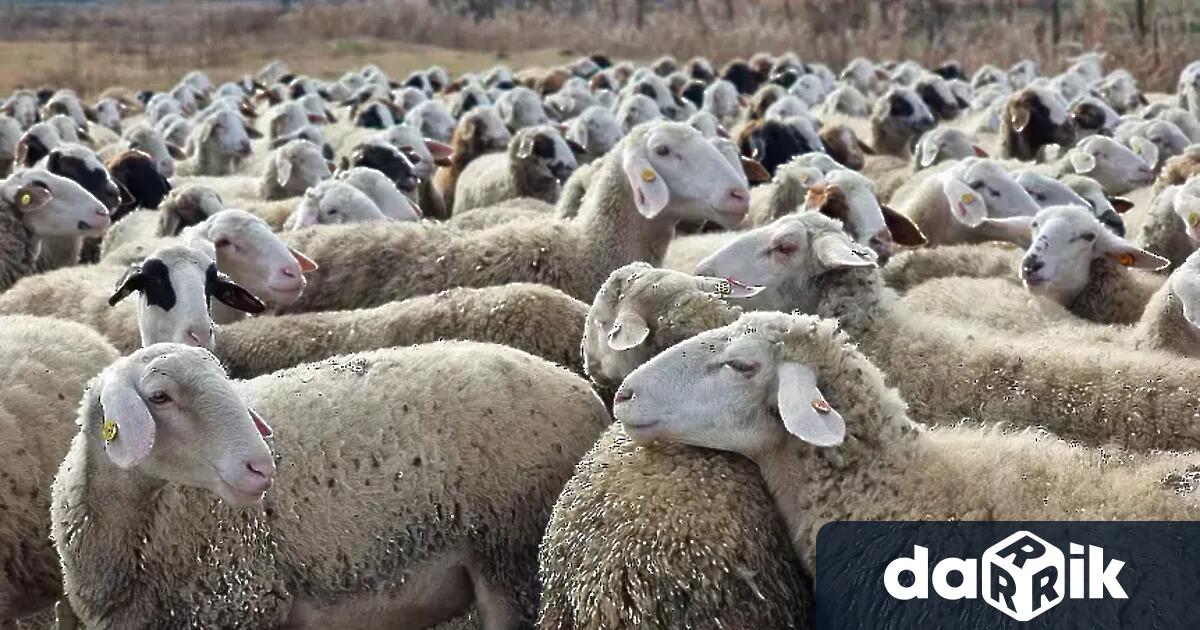 В Хърватия са потвърдени първи случаи на чума по дребните