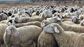 Първи случаи на чума по дребните преживни животни