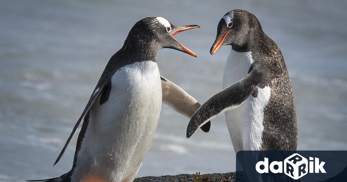 Двайсетият сезон инициативата Лед и сняг беше официално открит в
