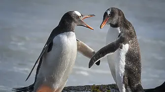 Любители на зимните спортове караха ски с пингвини в Китай