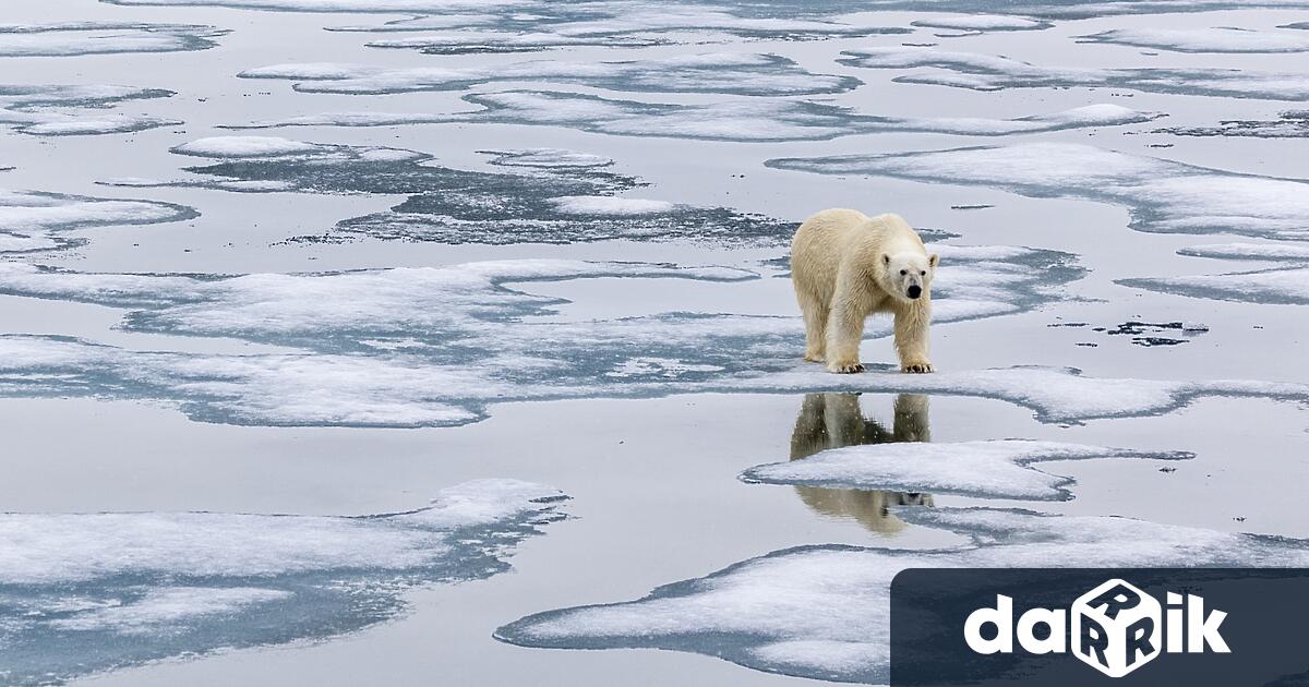 Изследователи в Канада са наблюдавали рядък случай на полярна мечка