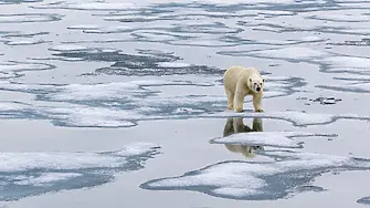 Невероятно, но факт: Полярна мечка осинови мече