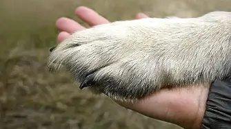 14-ти декември е Международен ден на ветеринаря