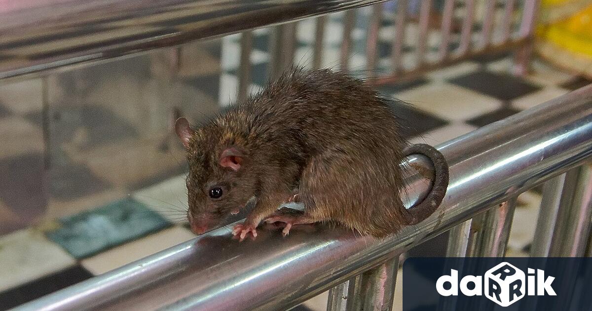 Властите в Сиатъл предупредиха жителите за плъхове в канализационната система