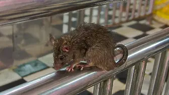 След наводненията в САЩ: Предупреждение за плъхове в канализационната система