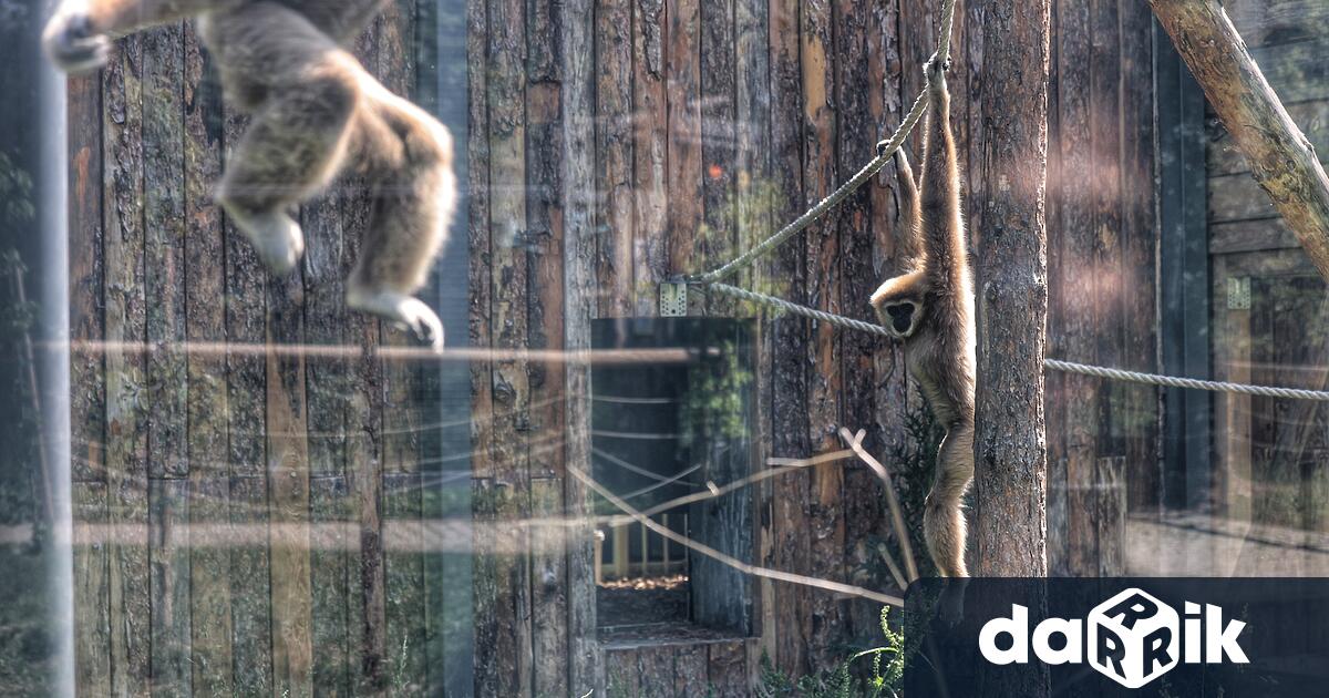 Приматите в столичния зоопарк получиха коледни подаръци Това се посочва