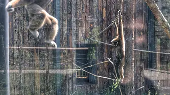 Коледни лакомства получиха приматите в столичния зоопарк