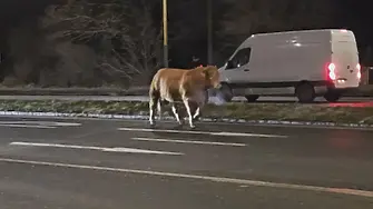 Полицаи преследваха три бика, изпаднали от камион