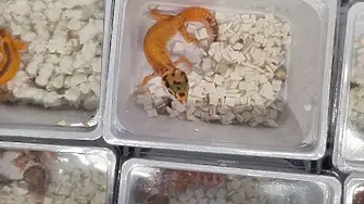 Екзотична контрабанда: Корали, гекони, тарантули и дори препариран лъв през границата