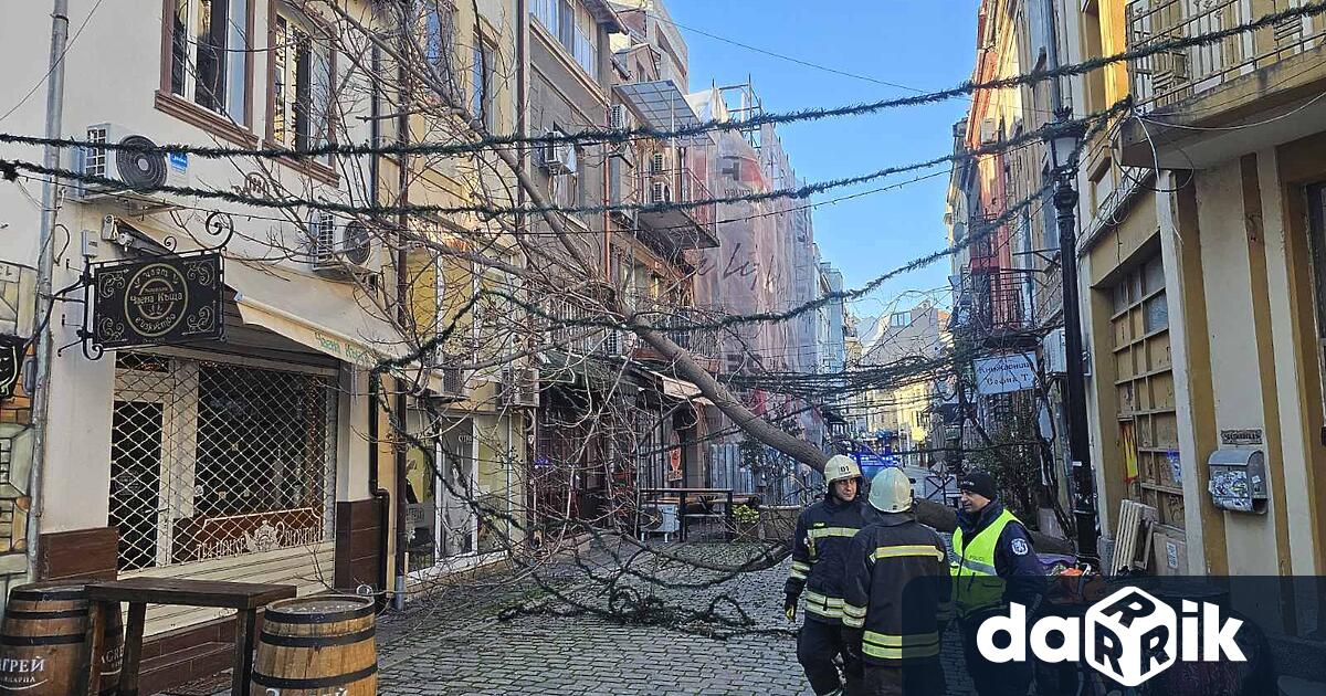Силните пориви на вятъра в Пловдивска област доведоха до множество