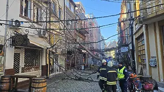 Силният вятър събори дървета и временно затвори пътища в Пловдивска област