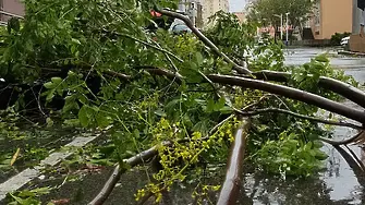 Столичната пожарна е реагирала на седем сигнала за паднали клони 