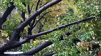 Дърво се стовари върху автомобили в Сопот