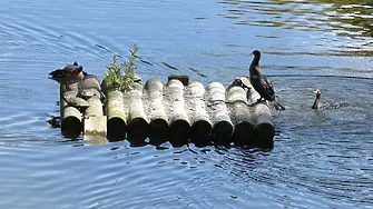 Международен ден на биологичното разнообразие