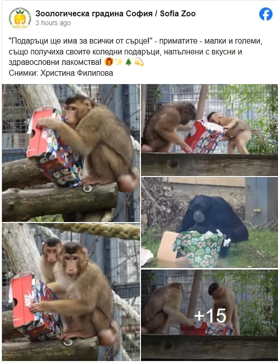 Коледни лакомства получиха приматите в столичния зоопарк