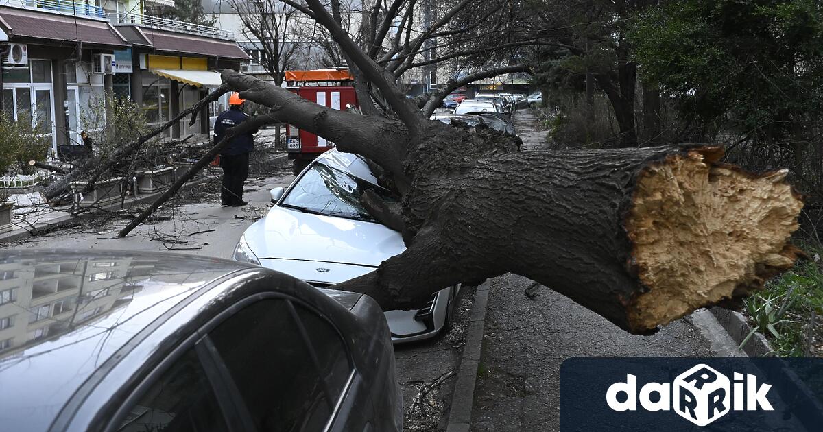 Зарадибурния вятър огромно дърво рухна върху автомобил в столицата София