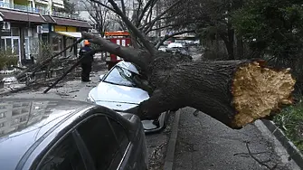 Дърво премаза автомобил в София