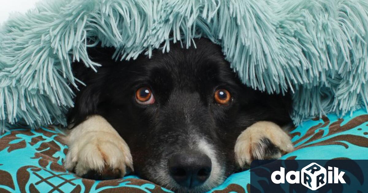 И тази година природозащитници отправят апел за по отговорно празнуване