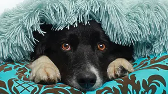 Експерти предупреждават: Пиратките застрашават животните